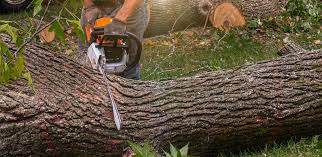 How Our Tree Care Process Works  in  Roseland, FL