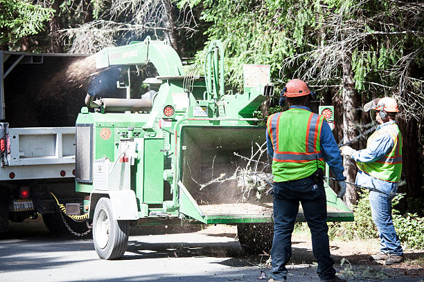 Professional Tree Care in Roseland, FL